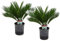 Plant in a Box - Cycas Revoluta - 2er Set - Japanischer Sagopalmfarn - Topf 15cm - Höhe 45-60cm