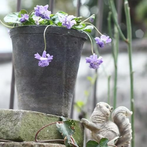 Duftveilchen samen - pflanztopf wiesenblumen samen wildblumensamen zimmerpflanze blumenwiese blumendeko Duftveilchen samen winterhart winterharte stauden winterharte kübelpflanzen 300pcs