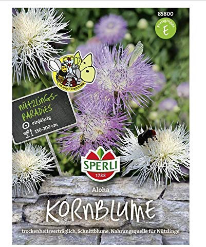 Bleuet (Centaurea americana), Aloha, fleur coupée compatible avec la sécheresse, source de nourriture pour les papillons, les abeilles, etc.