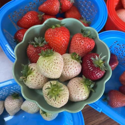 erdbeer samen mehrjährig - bio saatgut bäume gartensamen - Seltene Pflanzen - balkon garten erdbeersamen obstbäume erdbeer dekopflanzen baumsamen obst samen erdbeerpflanzen mehrjährig 700pcs