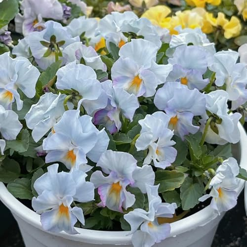 semi biologici di viola del pensiero primaverile, selvatici resistenti di viola del pensiero da balcone perenni resistenti 180pcs