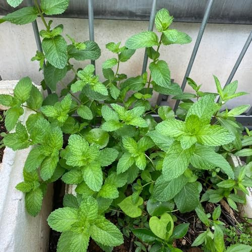 Semi di menta piperita semi di prodotti sostenibili resistenti selvatiche balcone menta piperita esotica rara 400pcs