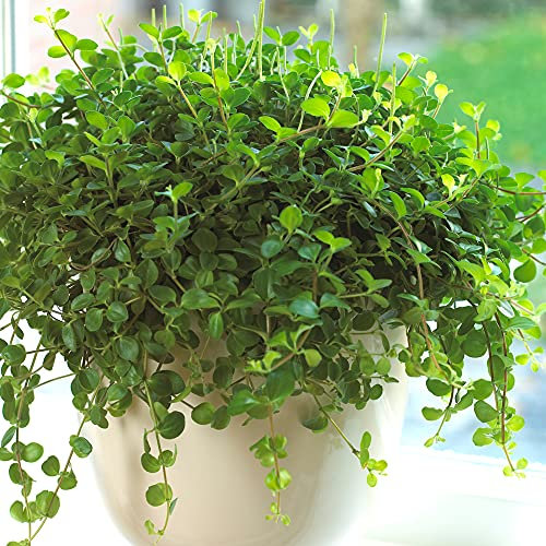 1 x Peperomia Rotundifolia | Petite Plante en Pot pour la Maison ou le Bureau