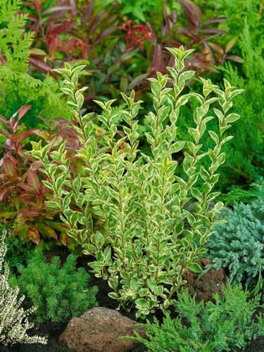 Ligustrum ovalifolium 'Argenteum' 40-60 cm - Weißbunter Liguster, immergrün, ideal für Hecken, pflegeleicht und schnittverträglich