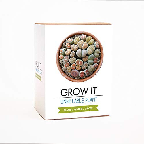 Gift Republic Grow Your Own Living Stone Plant Grow It Unkillable Plant Gift Set Succulent Plant Lithops Plant Seeds