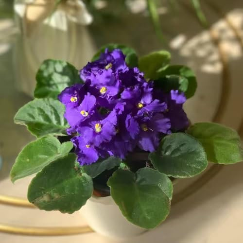 Usambaraveilchen samen, Saintpaulia ionantha samen stauden pflanzensamen, topfpflanzen Zierblumen zimmerpflanzen wohnzimmer exotische pflanzen für garten wildblumensamen balkonpflanzen 50pcs