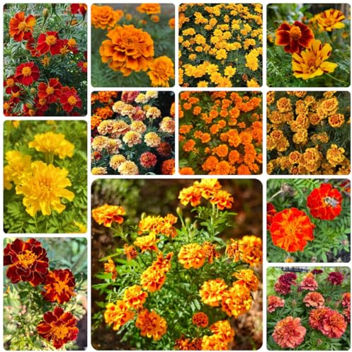 semillas de tagetes de caléndula silvestres de balcón de caléndula orgánicas de cortadas Decoración de jardín para exteriores, alfombra 500pcs
