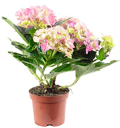 Planta de Hortensia Rosa Natural Ideal para Balcones Patios y Jardines