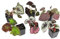 Portal Cool Roi Begonia/Rex/Yukon Fro.: King Begonia/Begonia Rex - Fiche Plante/Rhizome/Plus de Variã©Tã©s