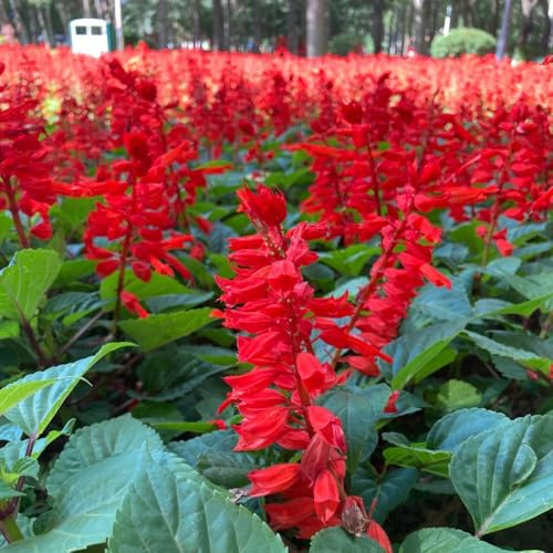 Semillas de salvia de fuego - semillas silvestres exótico resistentes jardines rocas Decoraciones jardín exteriores lugares soleados 500pcs