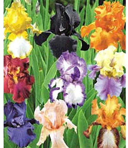 Splended Colorful German Bearded Iris Mix, Rhizome, Bulb, Root