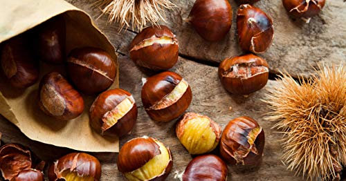 1st. Marone 80-120cm ohne Wurzel gemessen Esskastanie Castanea sativa Maronen Wurzelware