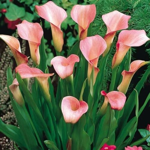 Perfekte Schnittblumen,Calla Pflanze Zwiebeln,Winterharte Zwiebeln,Calla-Zwiebeln,Hochzeitsblumen,Seltene Pflanzen,Zierblumen,Lebende Pflanzen,Natürlich-8 Zwiebeln-A