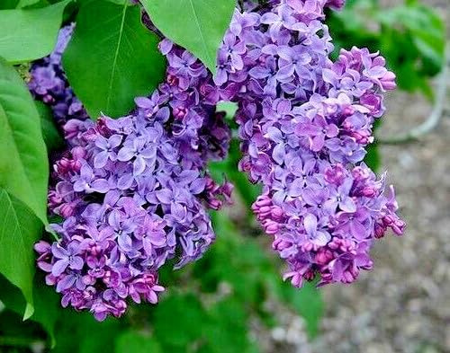 Live Plant - Common Lilac Shrub/Bush - 10-14 Tall Seedling - Live Plant - Syringa vulgaris