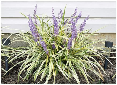 3 x Liriope muscari ‚Variegata' im 1 Liter Topf (Ziergras/Staude/Winterhart/Mehrjährig/Stauden/Immergrün) Bunte Lilientraube - Elegante Kontraste für schattige Gartenplätze - von Stauden Gänge
