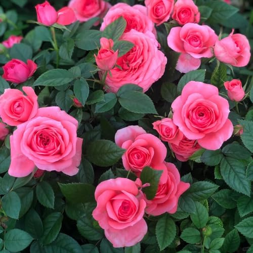 semillas de rosal, Rosa chinensis, trepadoras raras exterior en jardín de rocas jardín Cubresuelos resistentes resistentes pleno 125pcs