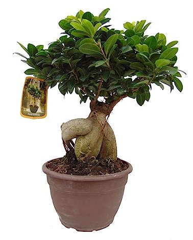 Ficus Ginseng el Árbol de Interior de Fácil Cuidado que Alegrará tu Hogar