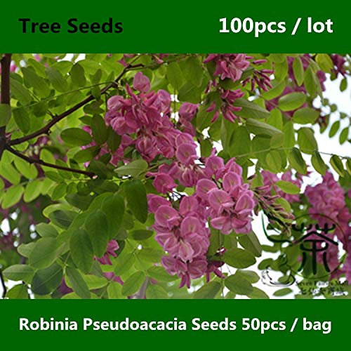 Shopmeeko ^^ Laubbaum Robinia Pseudoacacia ^^^^ 100pcs, starke Anpassungsfähigkeit schwarze Heuschrecke ^^^^, elegant & amp; Duftende falsche Akazie ^^^^