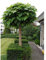 Portal Cool 50X Catalpa bignonioides Albero Sementi delle piante sempreverde arbusto ornamentale BonsaïPianta