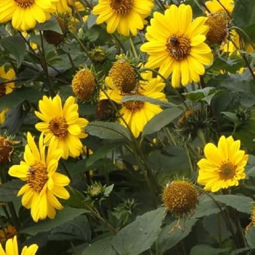 6 x Helianthus 'Capenoch Star' - Perenni Vaso 9cm x 9cm