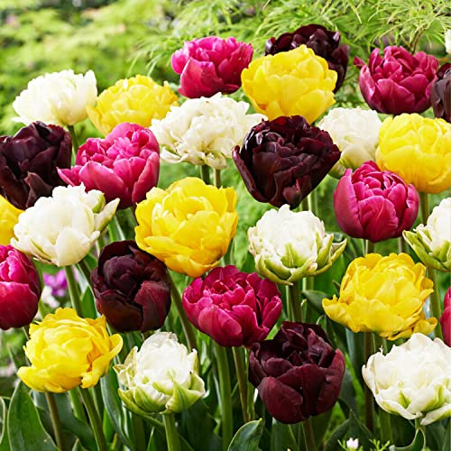 Mélange de tulipes doubles, 25 Bulbes de tulipes exclusifs de Hollande, Au moins 5 variétés et couleurs différentes, Bulbe résistant à l'hiver et vivace pour le jardin, les pots et le balcon.
