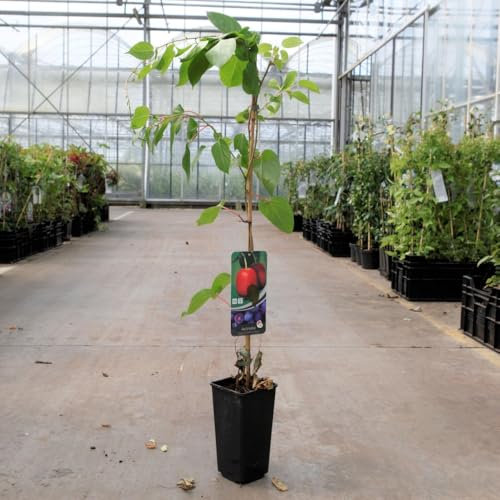 Kiwi 'Ken's Red' Hardy Kiwi Vine - Sweet, Red-Fruited Baby Kiwi, High-Yielding, Frost Hardy to -15°C, Ideal for Trellises & Pergolas - 1x 2 Litre Potted Plant by Thompson & Morgan