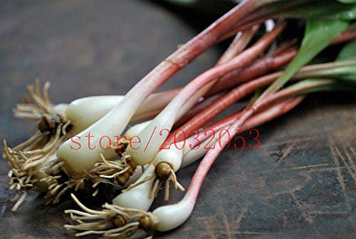 Ramp Lauchsamen Allium Tricoccum] – Am besten schmeckende Zwiebel, weiße Blume, KEINE GVO-Gemüsesamen für gesunde Familien