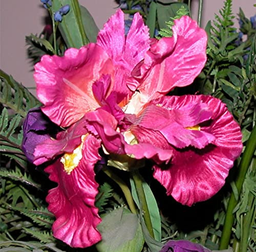 5Bulbi di Iris Misti Petali Profumati dai Colori Vivaci Bulbi di Iris Perenni da Plantare Sui Balconi del Giardino Bassa Manutenzione