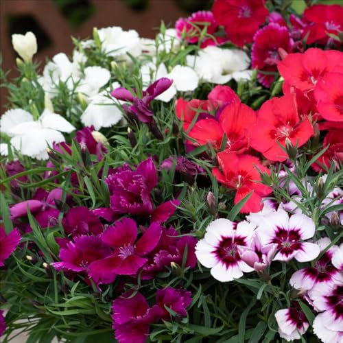 YouGarden Dianthus 'Coronet' Mix, Set of 10 Garden Ready Plants, Ready to Plant, for Pots, Beds, and Garden Borders, Summer Flowering Mix