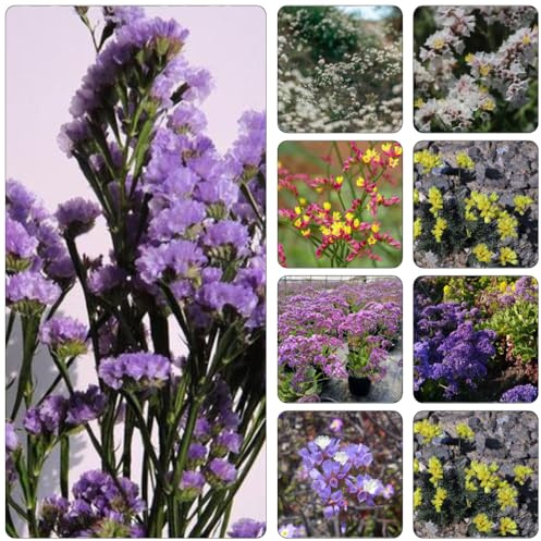 Limonium Sinuatum - semi resistenti giardino resistenti decorativi giardino balcone 200pcs