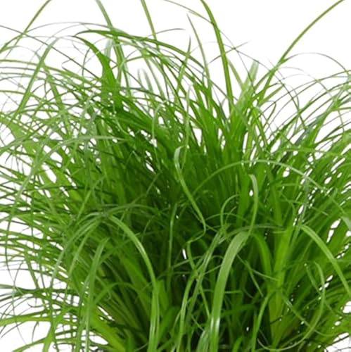 Cyperus Zumula Hierba Natural para Gatos y Perros
