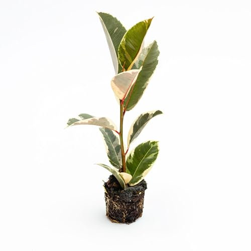 Pianta vera di Ficus elastica Tineke Baby Plant - Diametro Vaso Ø 6 cm