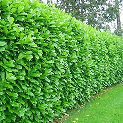 [x1] Cherry Laurel | Evergreen Hedging | 90-120cm | 3-4ft | 5ltr Pots