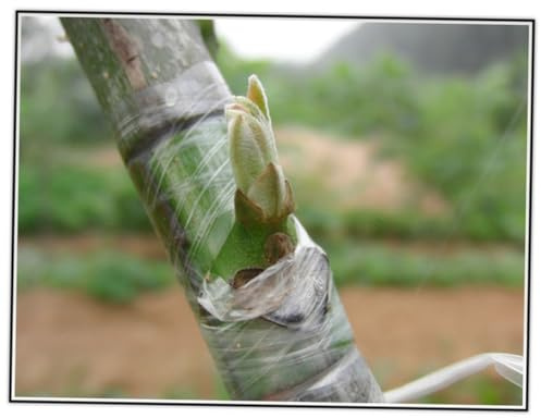 KICHOUSE Nastro Autoadesivo per Innesto Alberi da Frutto Verde in Film Pe Estensibile per Innesto di Agrumi Alta Percentuale di Sopravvivenza