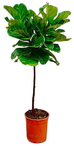 Trendyplants Ficus Lyrata sobre tallo - Planta de tabaco - Planta de interior - Altura 120-140 cm - Tamaño de maceta Ø24 cm