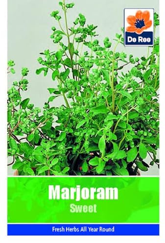 Vegetable Seeds for Growing Marjoram Sweet 335 Seeds Grow Your Own Garden Vegetable Salad Herb Seed