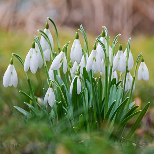 8 Stück schneeglöckchen zwiebeln kaufen winterhart mehrjährig Hydroponik - Seltene Pflanzen serie - zimmergewächshaus anzucht gartenblumen blumenzwiebeln frühblüher wildblumen