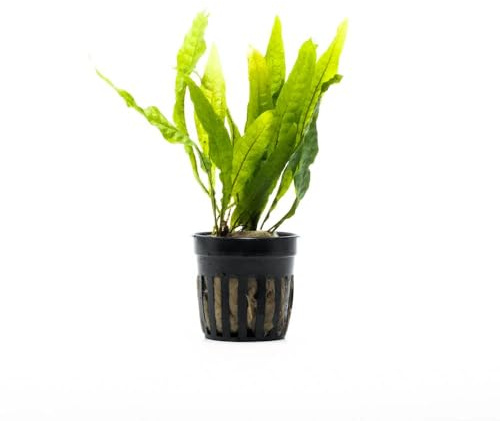 AquaBreedingSkill Microsorium pteropus – Plante d’Aquarium Vivante pour Eau Douce, Plante Verte décorative pour Aquarium, idéale pour Poissons et crevettes – avec Passeport phytosanitaire (Java)