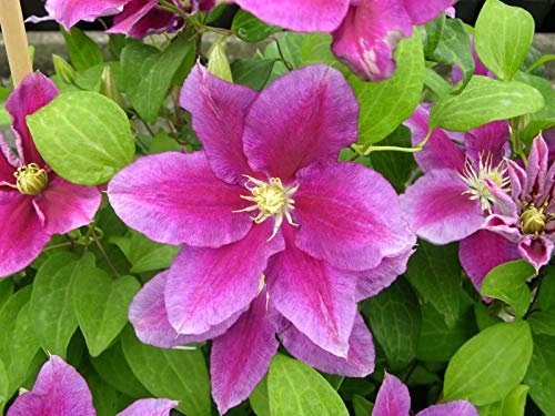 Clématite Hania C 3 Litres