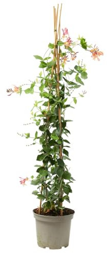 Verdecora Madreselva en maceta de 5L pirámide | Lonicera japonica | Trepadora Natural de Rápido Crecimiento | Ideal para Jardines, Muros y Cercas