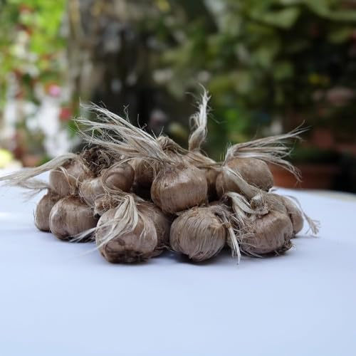 Bulbi di Zafferano | Crocus sativus | Circonferenza 10/+ cm (circa 3 cm di diametro) - 3/5 fiori già dal primo anno - PREVENDITA VANTAGGIOSA - CONSEGNA IN AGOSTO 2026 (200)