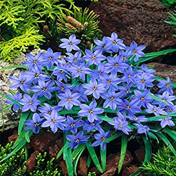 SEMI -Varietà spezie Mix giglio di pioggia BULBI bei colori luminosi vigorosa Garden di New