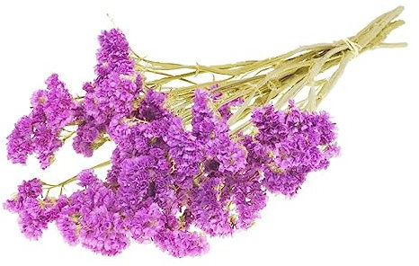 NaDecoStatice sinuata getrocknet ca. 50-60cm in vielen Farben zur Auswahl Limonium sinuatum Geflügelter Strandflieder Trockenblumen getrocknete Blumen getrocknete Blüten Trockenstrauß, Farbe:Fuchsia