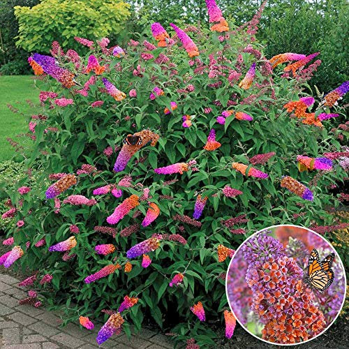 GardenersDream Buddleia Flower Power Butterfly Bush Plant - Outdoor Garden Ready Hardy Evergreen Shrub - Flowering Shrub for Gardens, Borders, and Patios (2 Litre Pot, 30-40cm)