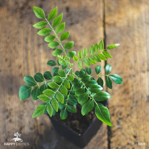 1 Arbre á curry | Murraya Koenigii | Cultivé à partir de graines | Plante de l'intérieur de l'Inde et du Sri Lanka | 10-15cm d'altura en maceta de 7cm | Caloupilé | Bergera Koenigii