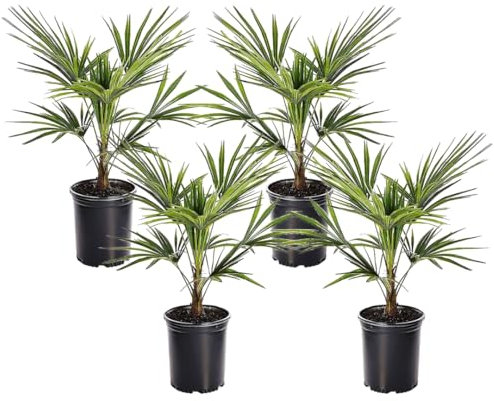 Plant in a Box - Trachycarpus Fortunei - 4er Set - Asiatische Fächerpalme - Winterharte Palme - Topf 15cm -Höhe 35-45cm