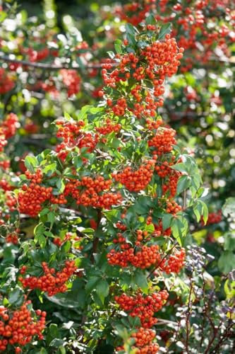 Pyracantha 'Mohave' 80-100 cm - Feuerdorn, orange-rote Beeren, immergrün, ideal als Hecke, vogelfreundlich, winterhart
