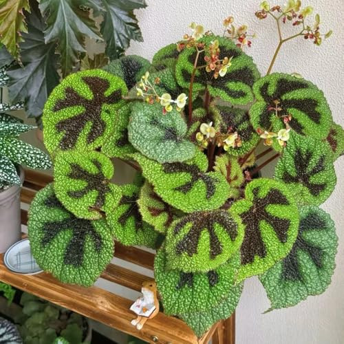 semillas de begonia raras balcón Begonia trucha resistentes semillas de invernaderos balcón interior verano decorativas oficina decoración 950pcs