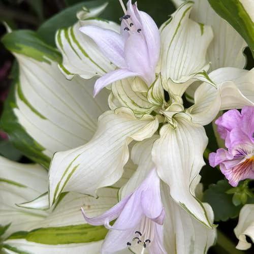 semillas de hosta, semillas de Hosta plantaginea, silvestres para jardin resistente comprar hostas de jardin 250pcs