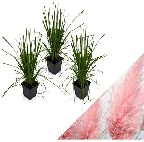 WL Plants Cortaderia Selloana Gartenpflanze Set 3er Weiß - Pampasgras - Gartenpflanzen - Ziergras - Winterhart - ± 25cm hoch - 9cm Durchmesser - im Topf